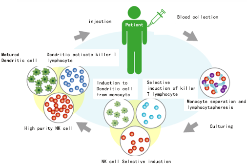 Dendritic activate killer Tlymphocyte