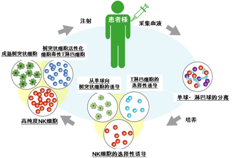복합 면역 세포 요법